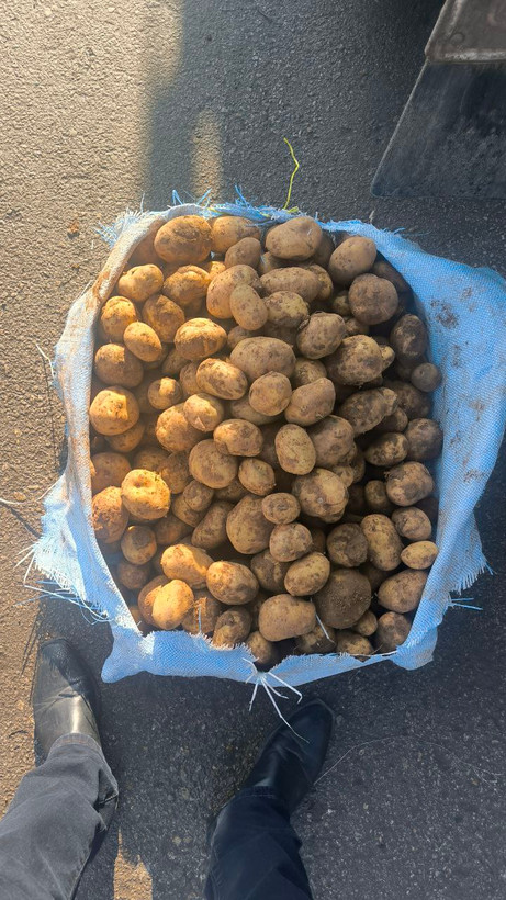 بذر جلی سایز گردویی